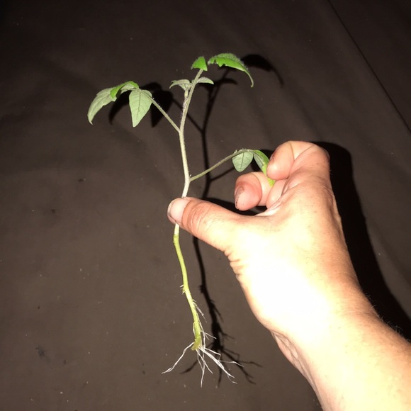 Heirloom tomato cutting - Picture 5 of 5